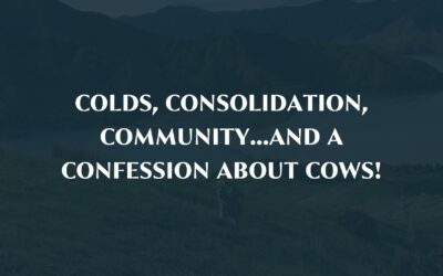 Colds, Consolidation, Community…and a Confession about Cows!